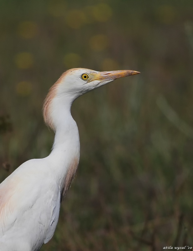 Western Cattle Egret