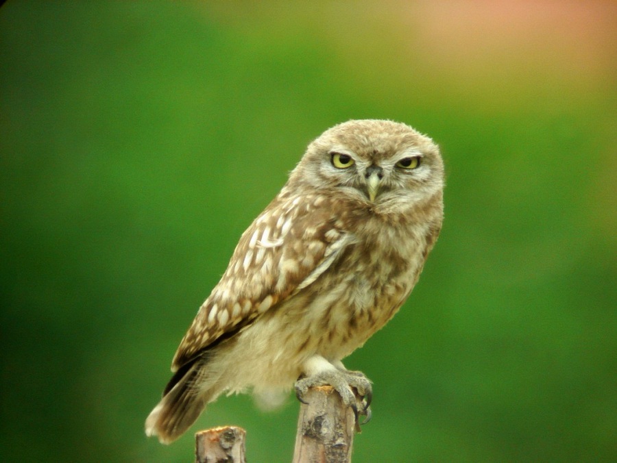 Little Owl
