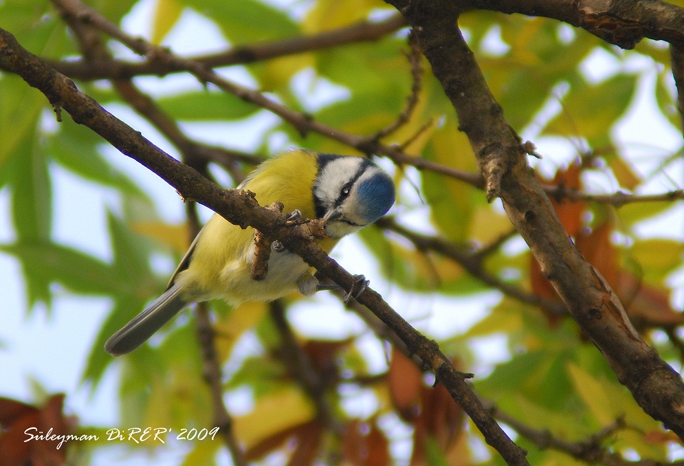 Eurasian Blue Tit