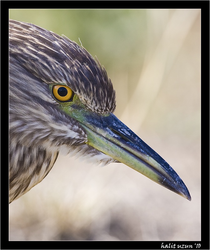 Black-crowned Night Heron