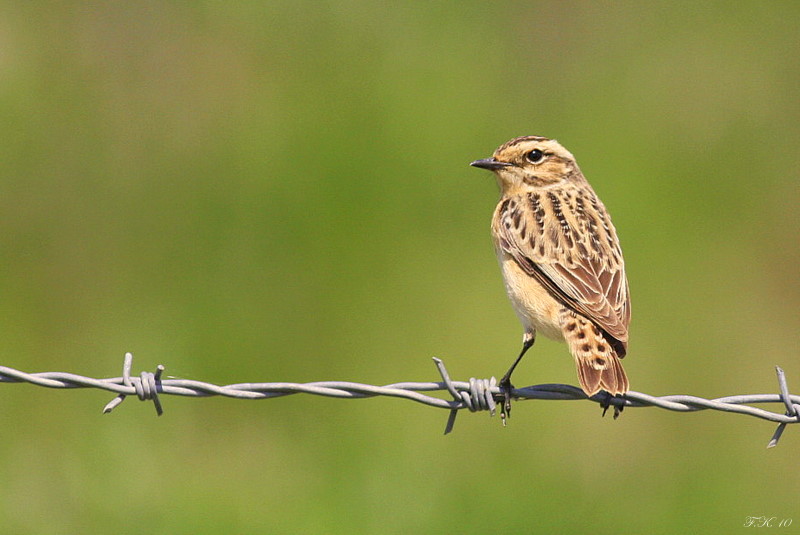 Whinchat