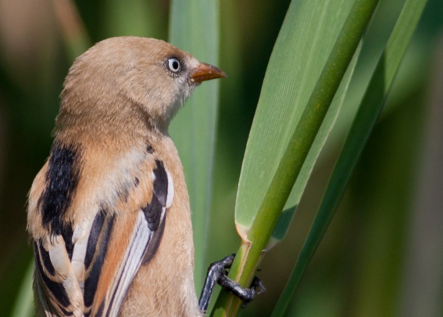 Bearded Reedling