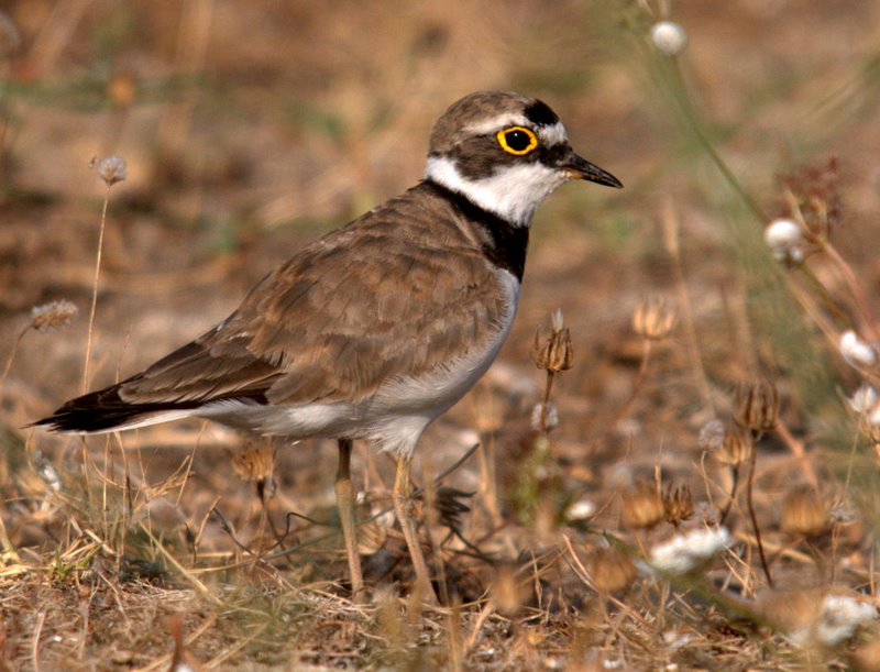 Little Ringed Plover