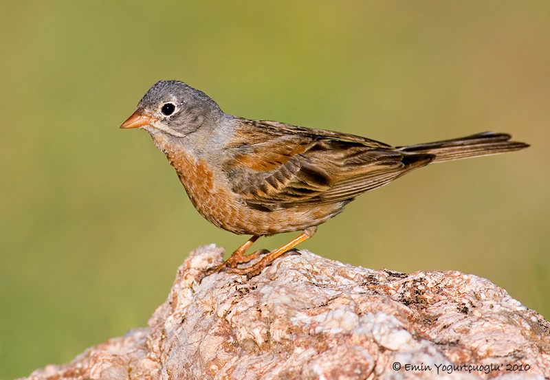 Grey-necked Bunting