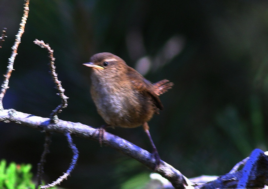 Eurasian Wren