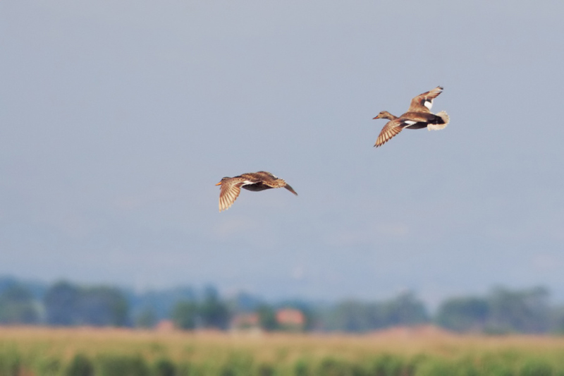 Gadwall