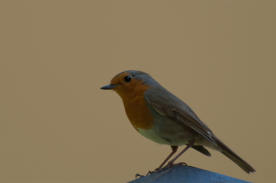 European Robin