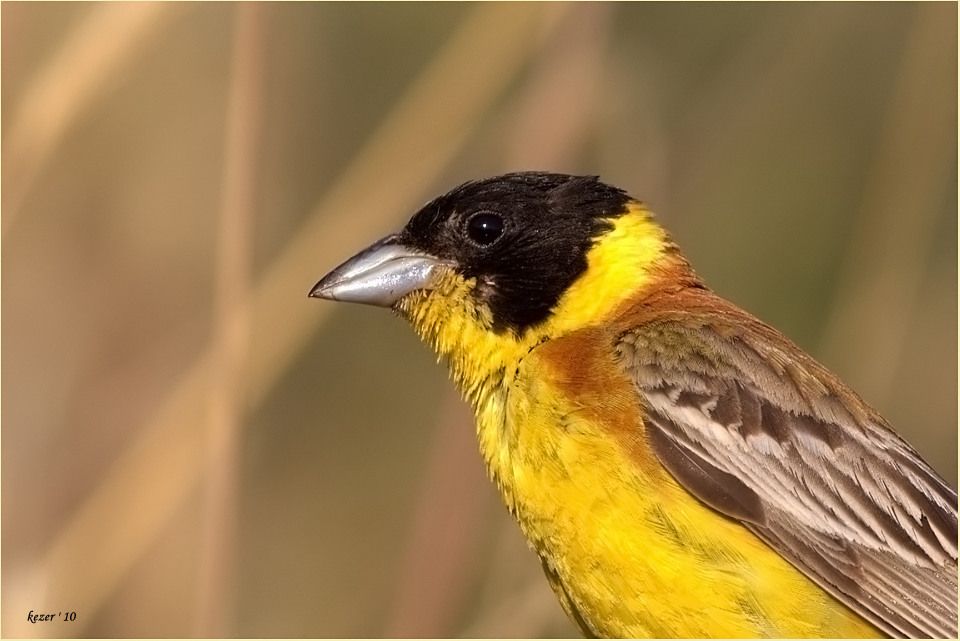 Black-headed Bunting