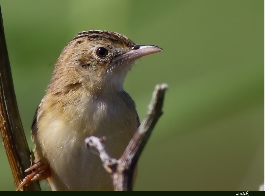 Zitting Cisticola