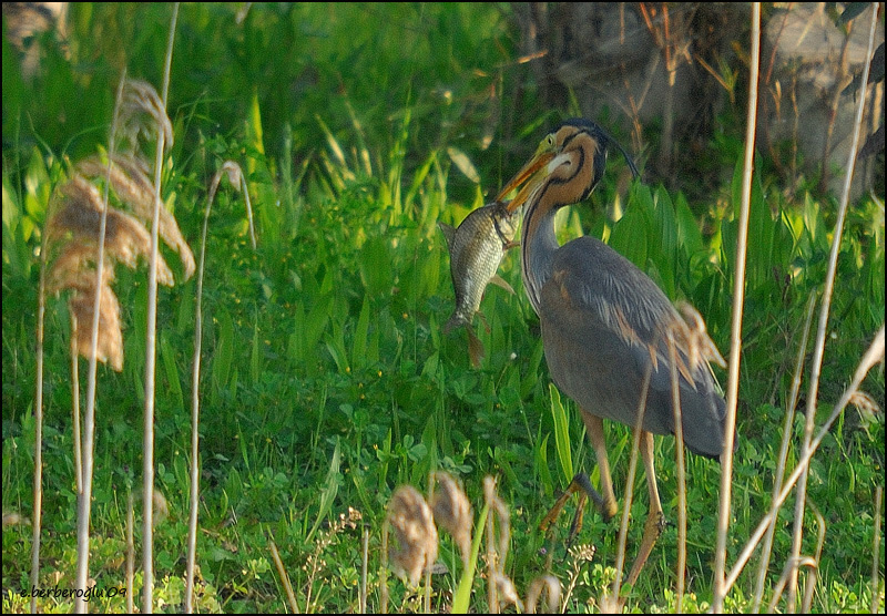 Purple Heron
