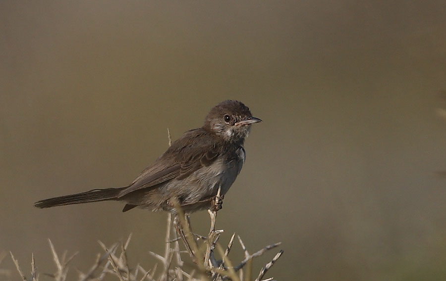 Cyprus Warbler