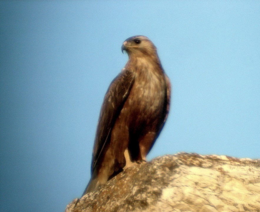 Kızıl Şahin