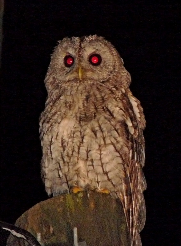 Alaca Baykuş