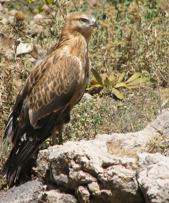 Kızıl Şahin