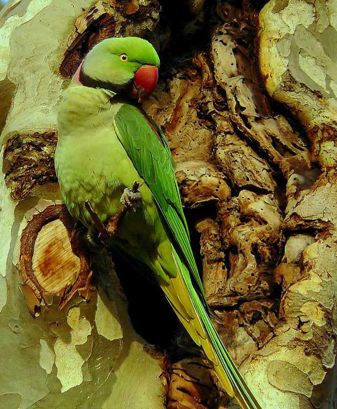 İskender Papağanı