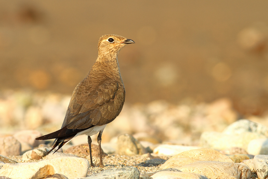 Black-winged Pratincole