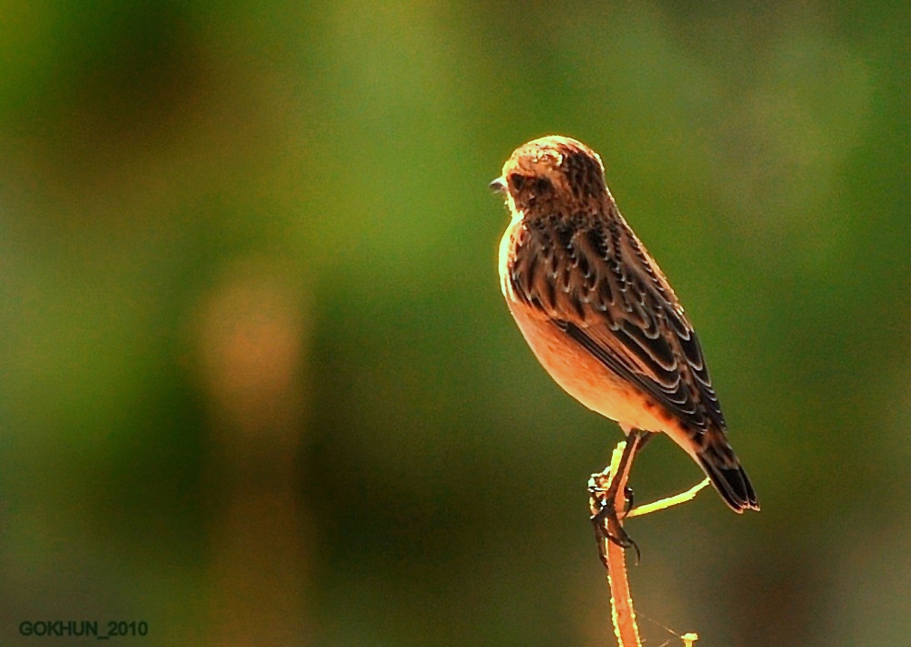 Çayır Taşkuşu