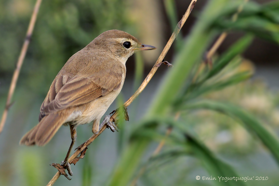 Booted Warbler