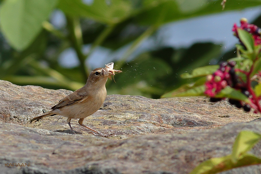 Booted Warbler