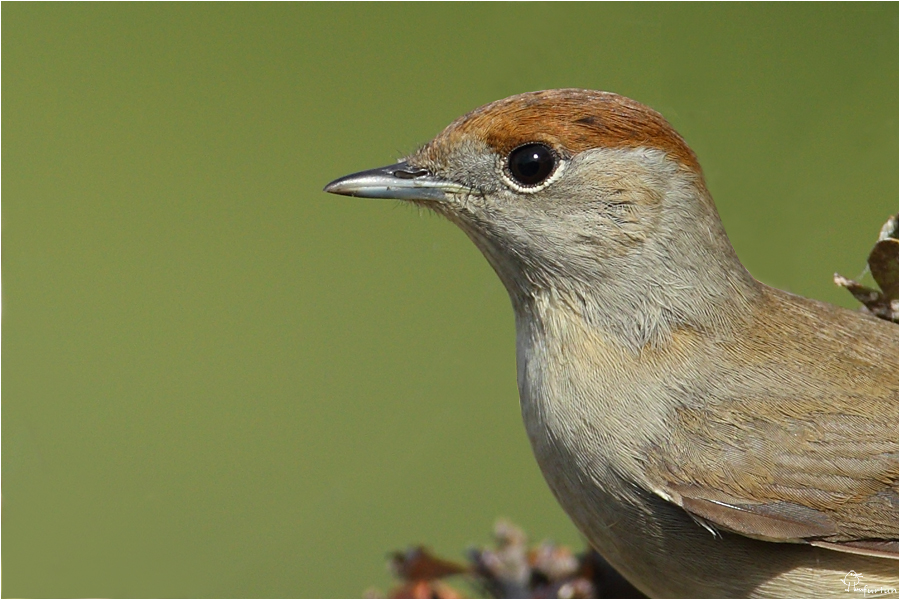 Eurasian Blackcap
