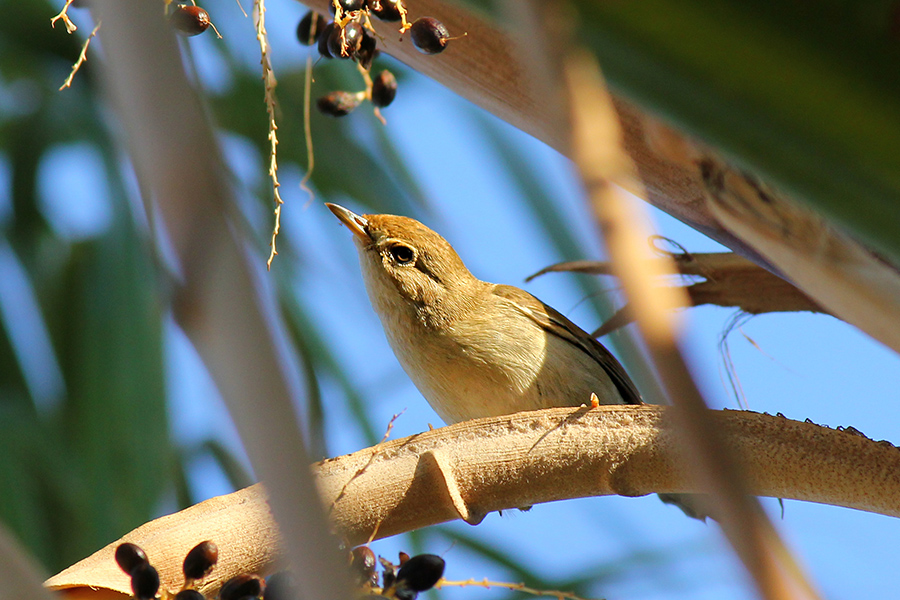 Garden Warbler