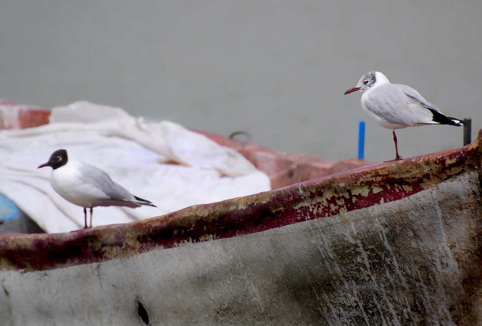 Black-headed Gull