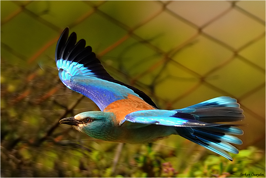 European Roller