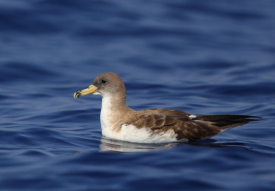 Scopoli`s Shearwater