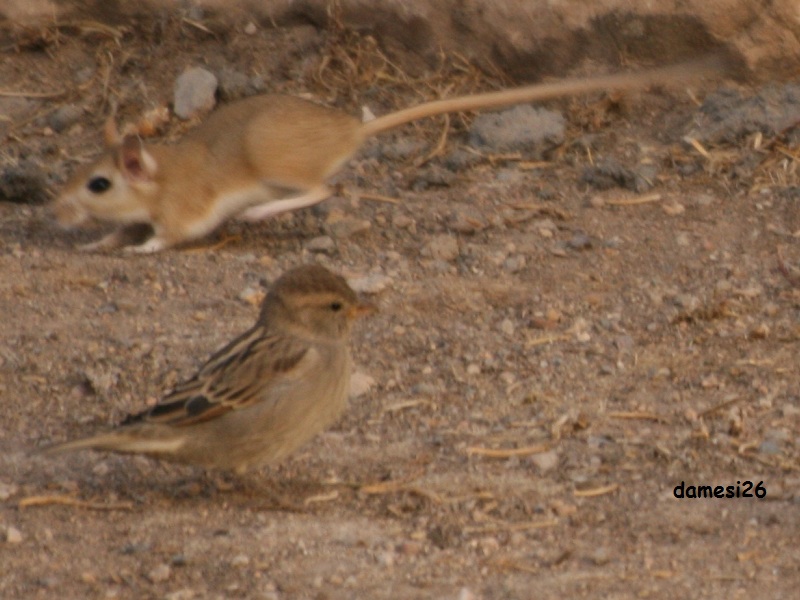 House Sparrow