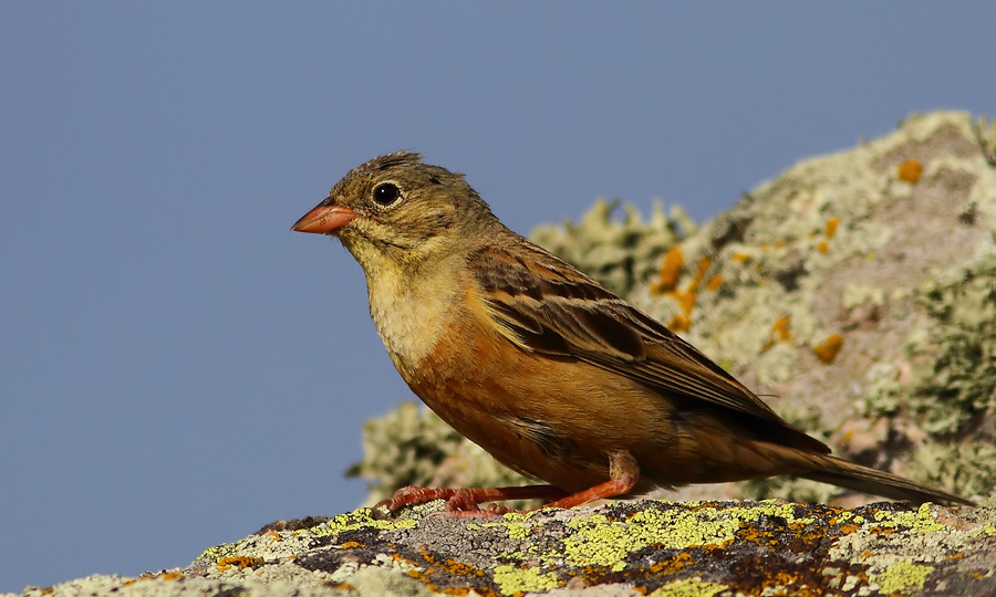 Ortolan Bunting