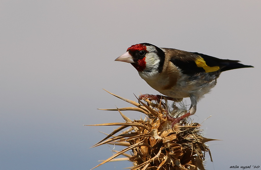 European Goldfinch