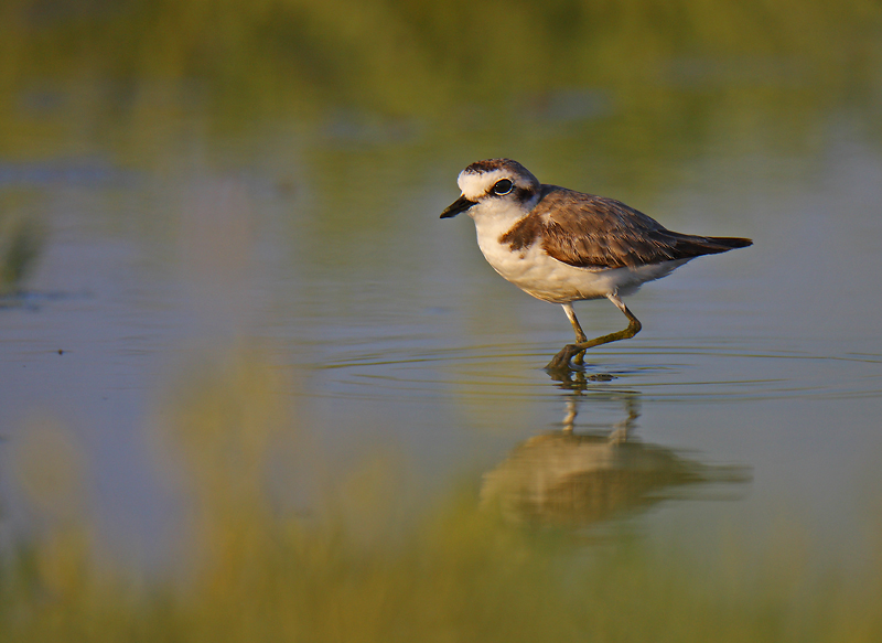 Kentish Plover