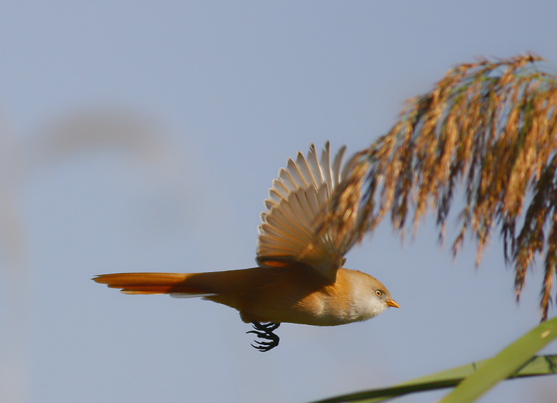 Bearded Reedling