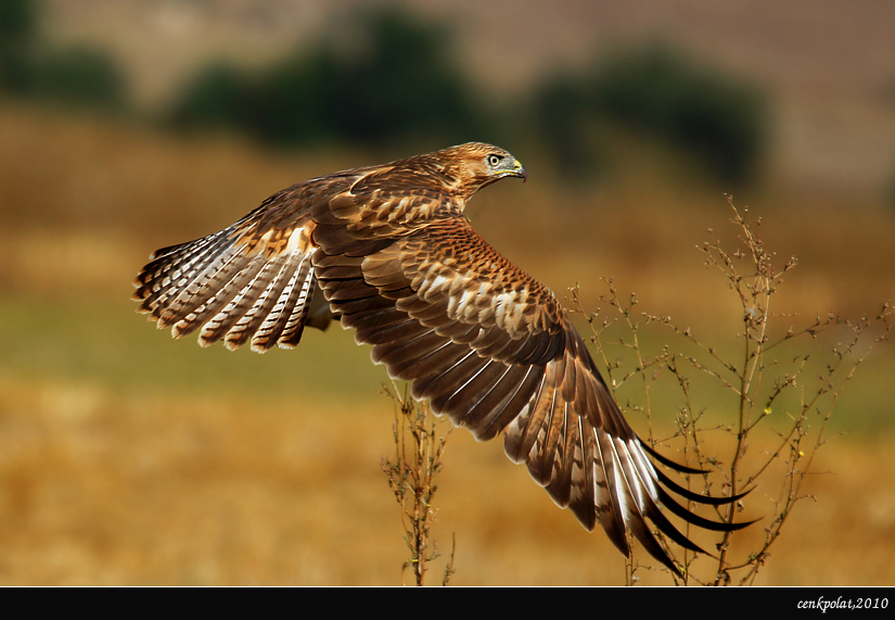 Long-legged Buzzard