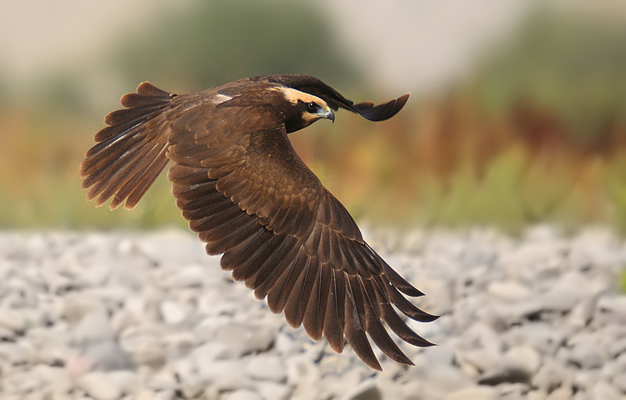 Saz Delicesi