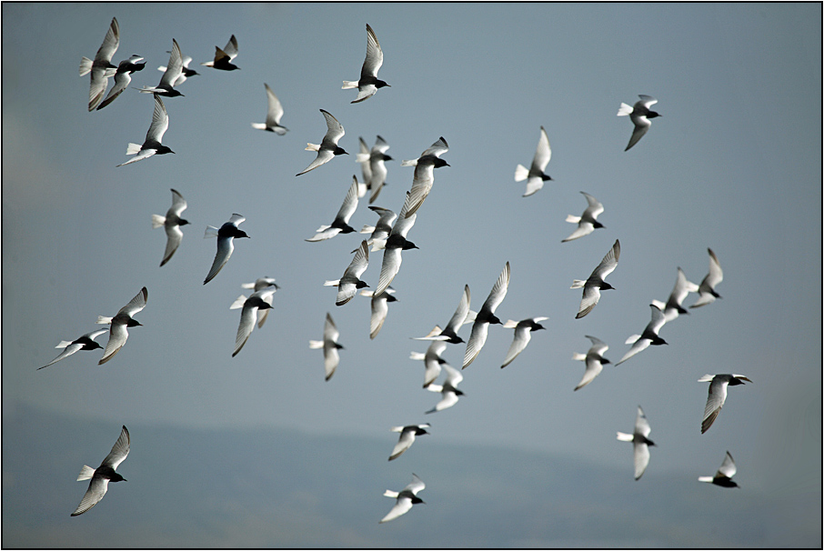 White-winged Tern