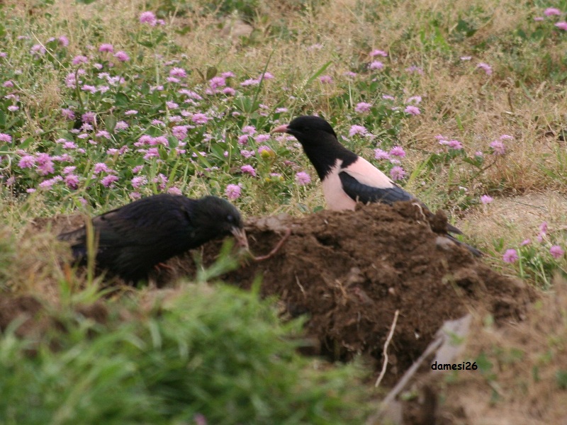 Rosy Starling