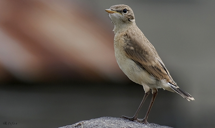 Isabelline Wheatear