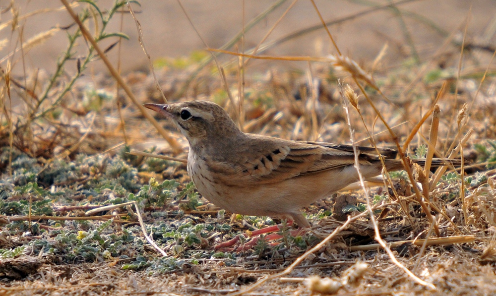 Tawny Pipit