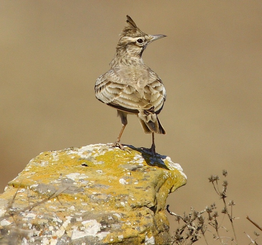 Crested Lark