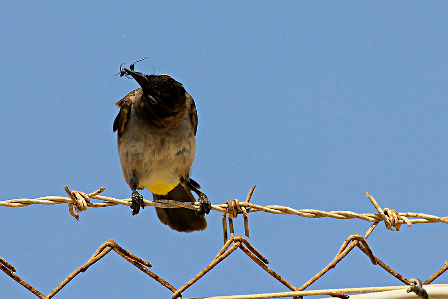White-spectacled Bulbul