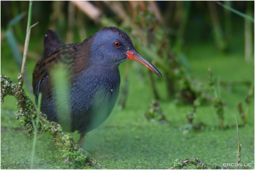 Water Rail