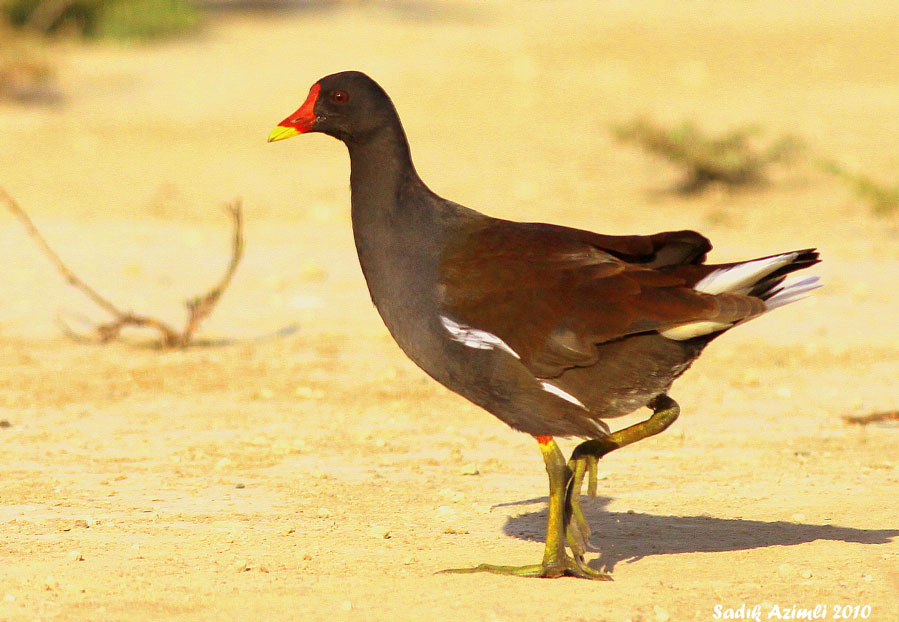 Common Moorhen