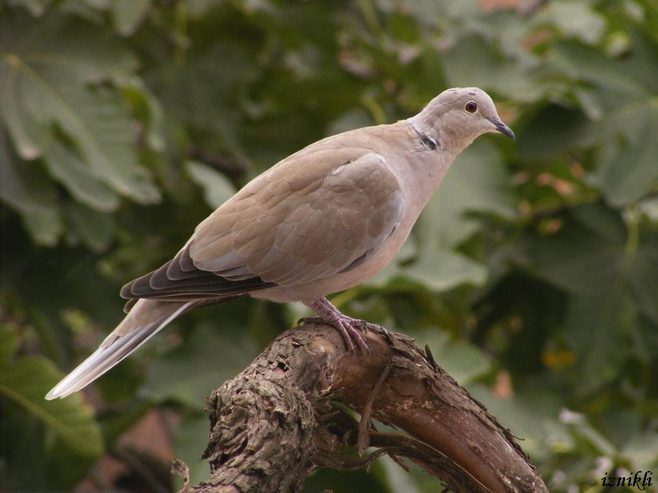 Eurasian Collared Dove