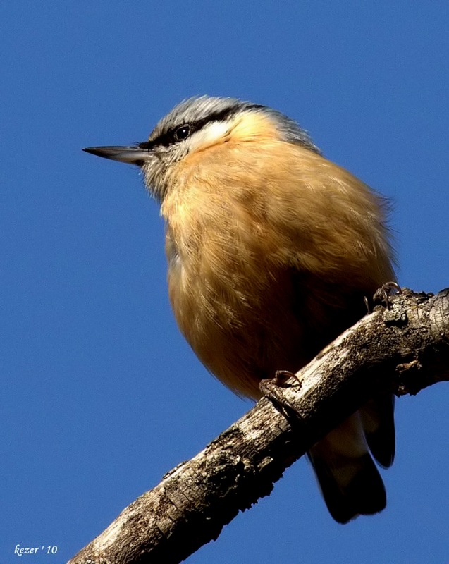 Eurasian Nuthatch