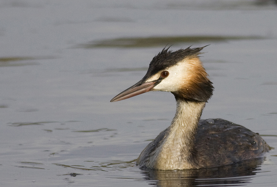 Great Crested Grebe