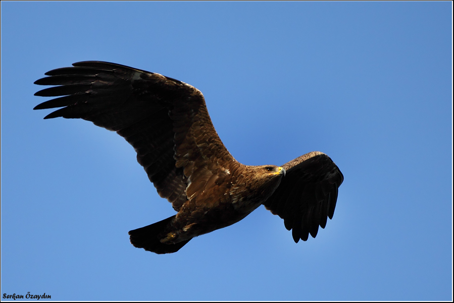 Lesser Spotted Eagle