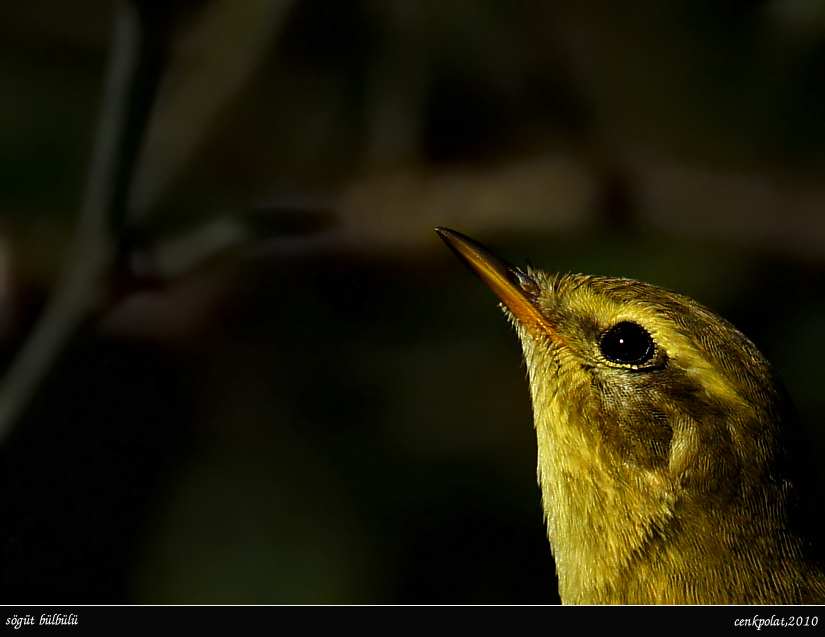 Willow Warbler