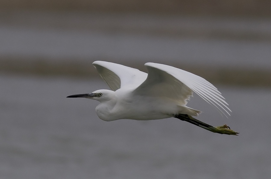 Little Egret