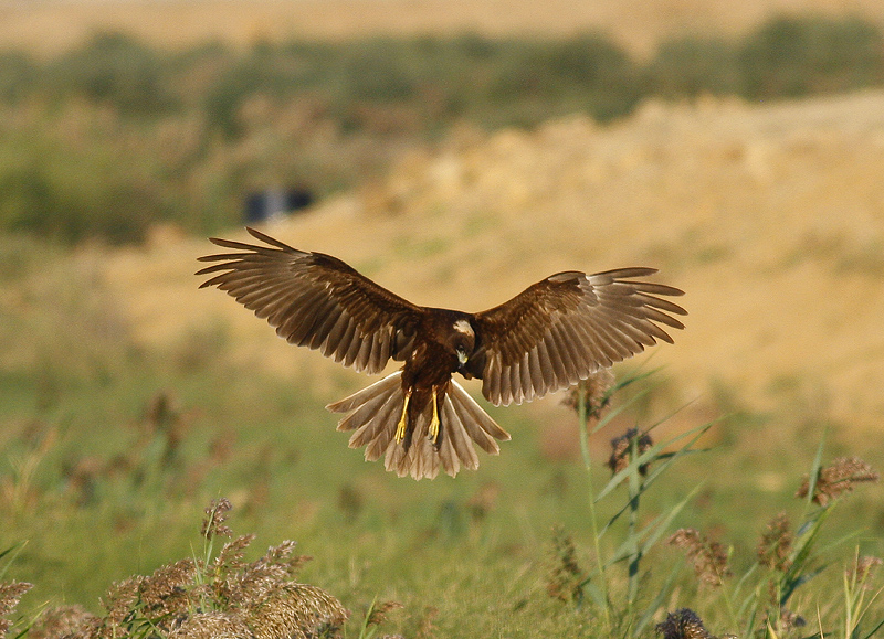 Western Marsh Harrier